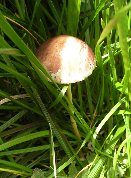 Io pensavo ad una Psilocybe....